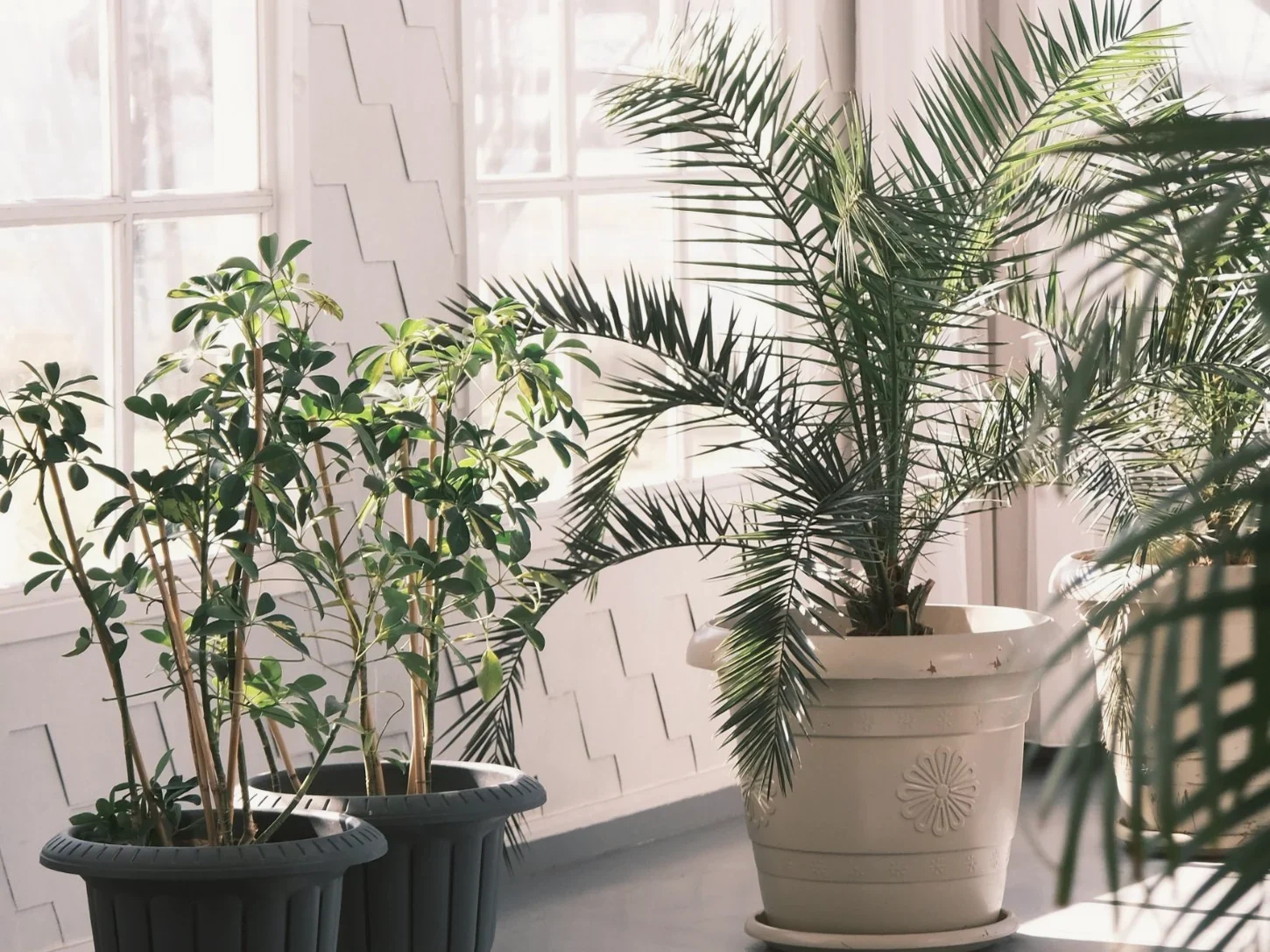 Espacio luminoso con plantas junto a grandes ventanales